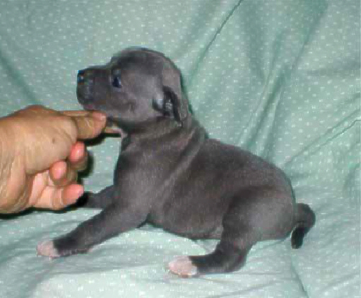 sbt puppies for sale