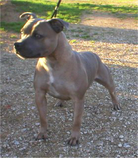 english staffordshire terrier puppies for sale