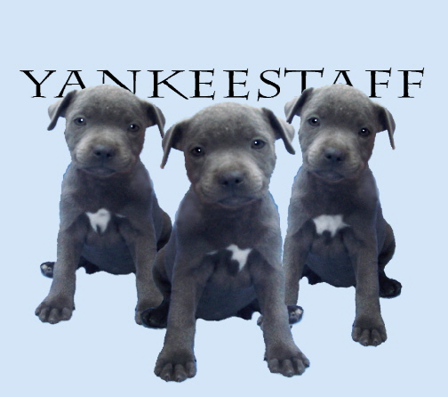 sbt puppies for sale