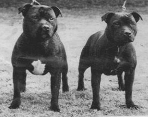 Legendary Staffordshire Bull Terriers 